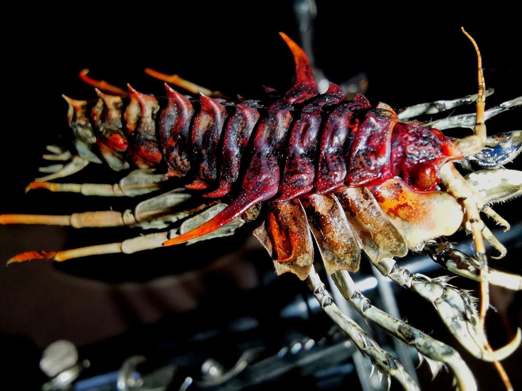 生活在地球上的"外星生物" 贝加尔湖多刺钩虾 acanthogammarus victor