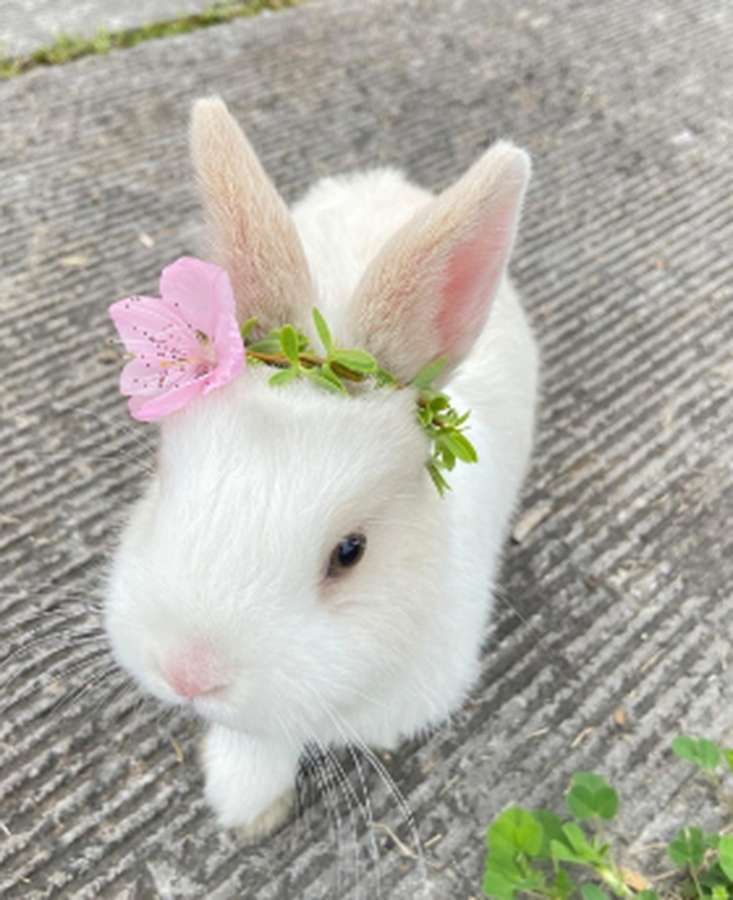好漂亮的小兔子,白白净净的,真可爱.