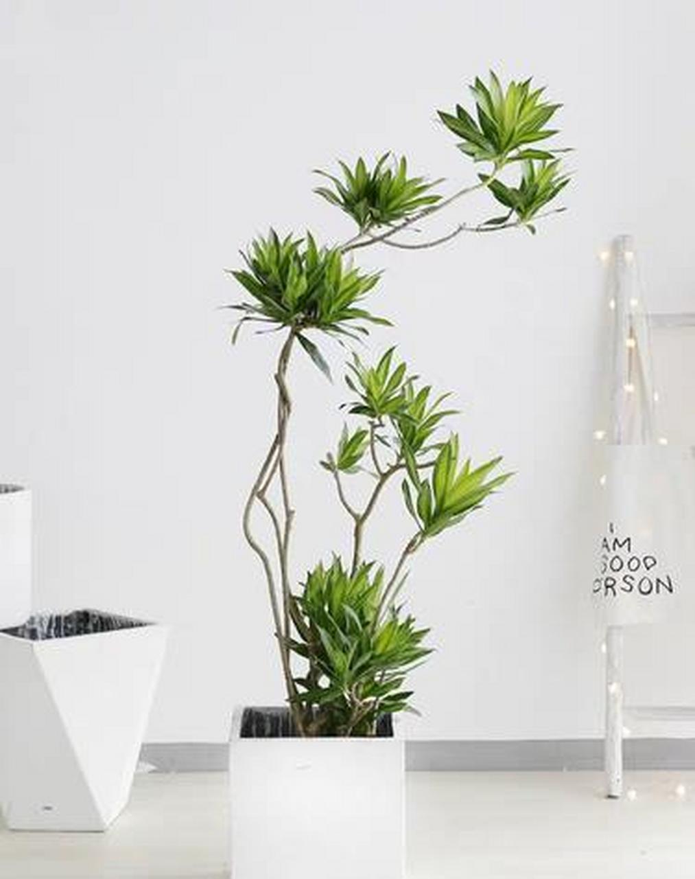 百合竹寓意百事和顺,又有竹子的清韵高贵  "宁可食无肉,不可居无竹"