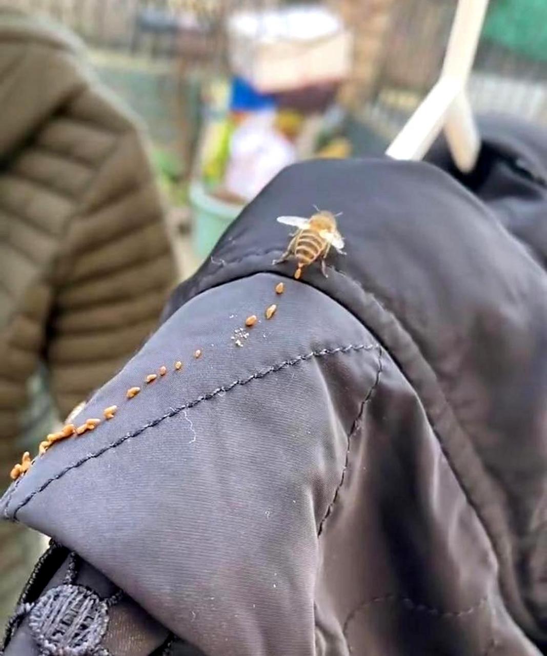 我认为这是蜜蜂的排泄物,但我的妻子坚持认为是蜂蜜,并想要品尝.