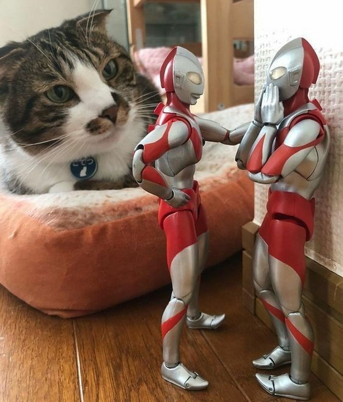 哇哦.奥特曼也这么会的吗,壁咚!