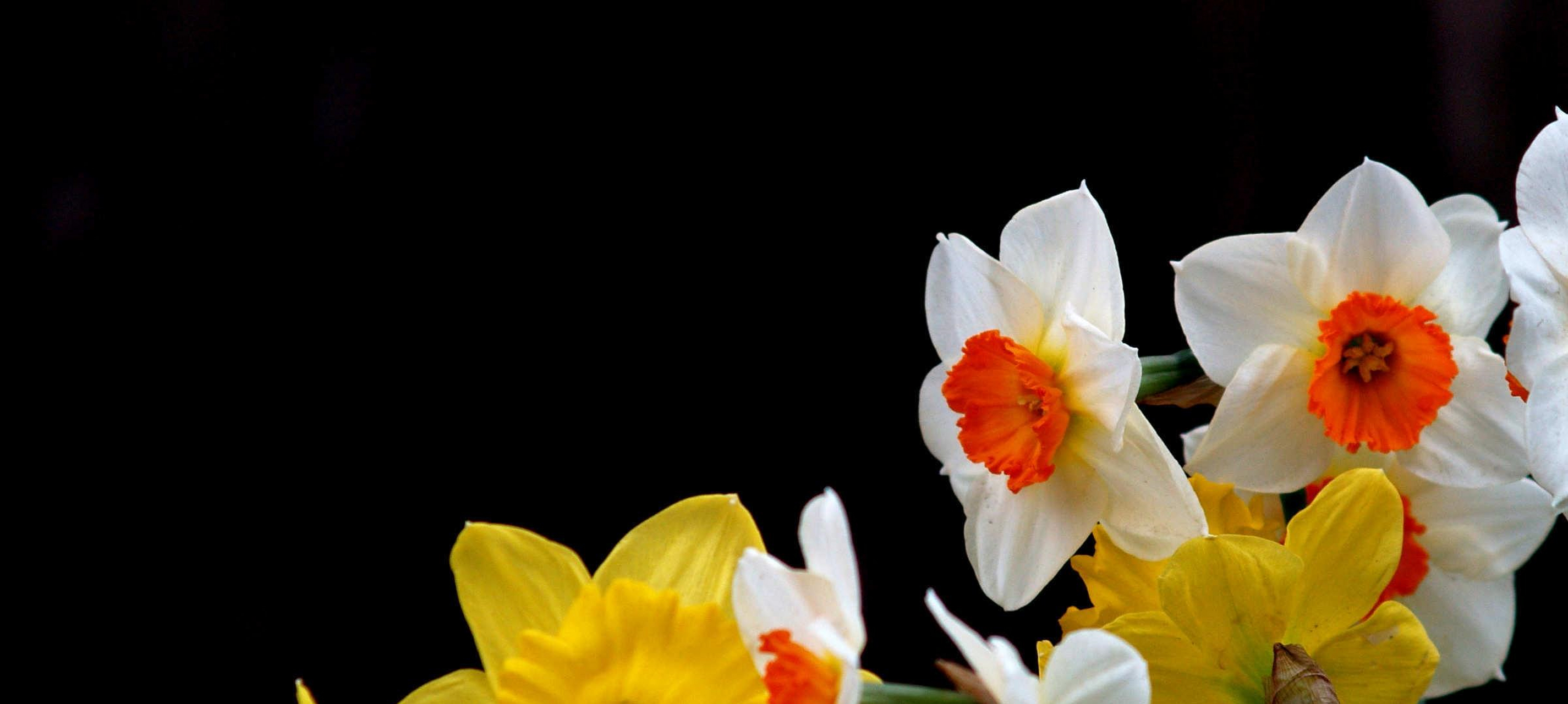 洋水仙又称风信子,西洋水仙,五色水仙和时样锦,它是一种多年生草本