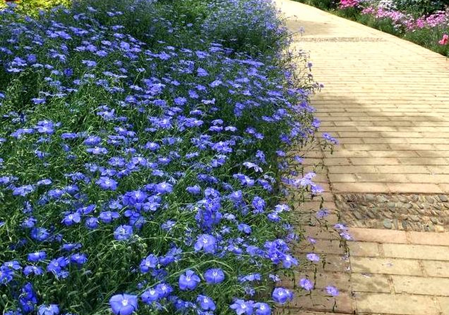 蓝花亚麻,多年生花卉,蓝色小花娇小玲珑,种植简单,观赏价值高!