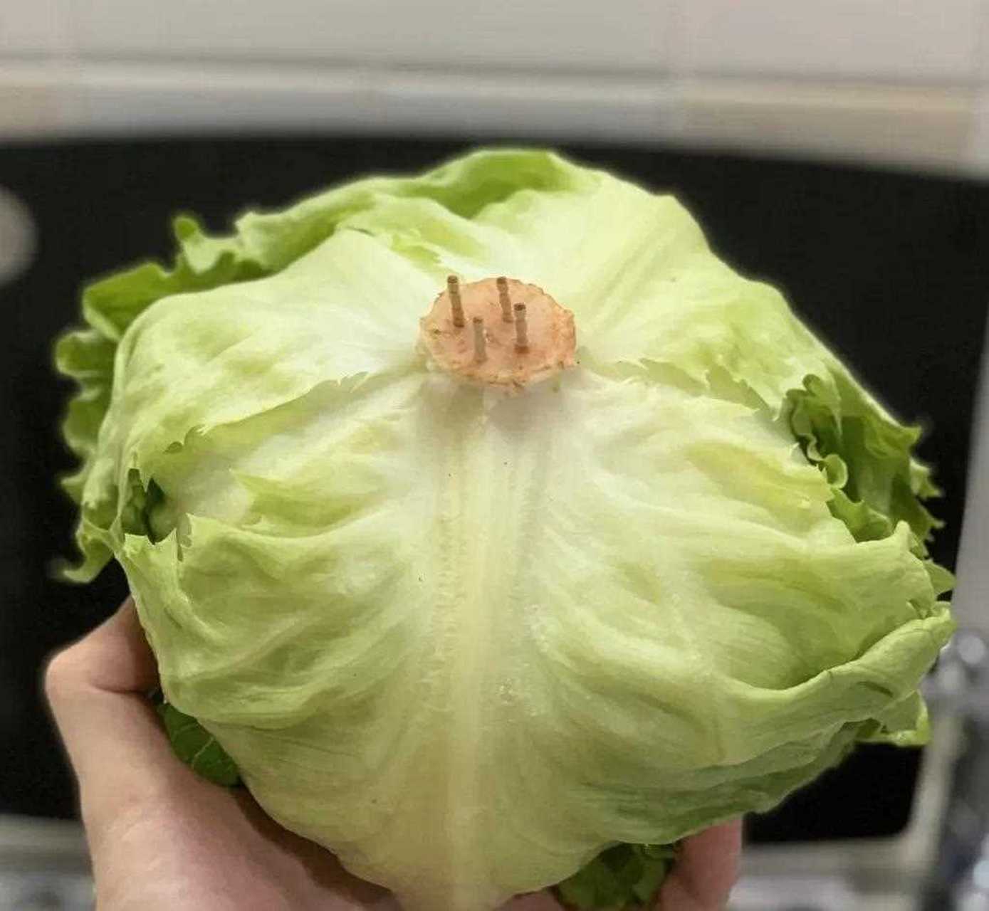 【冷知识】生菜的成长点在菜心处-百货之家
