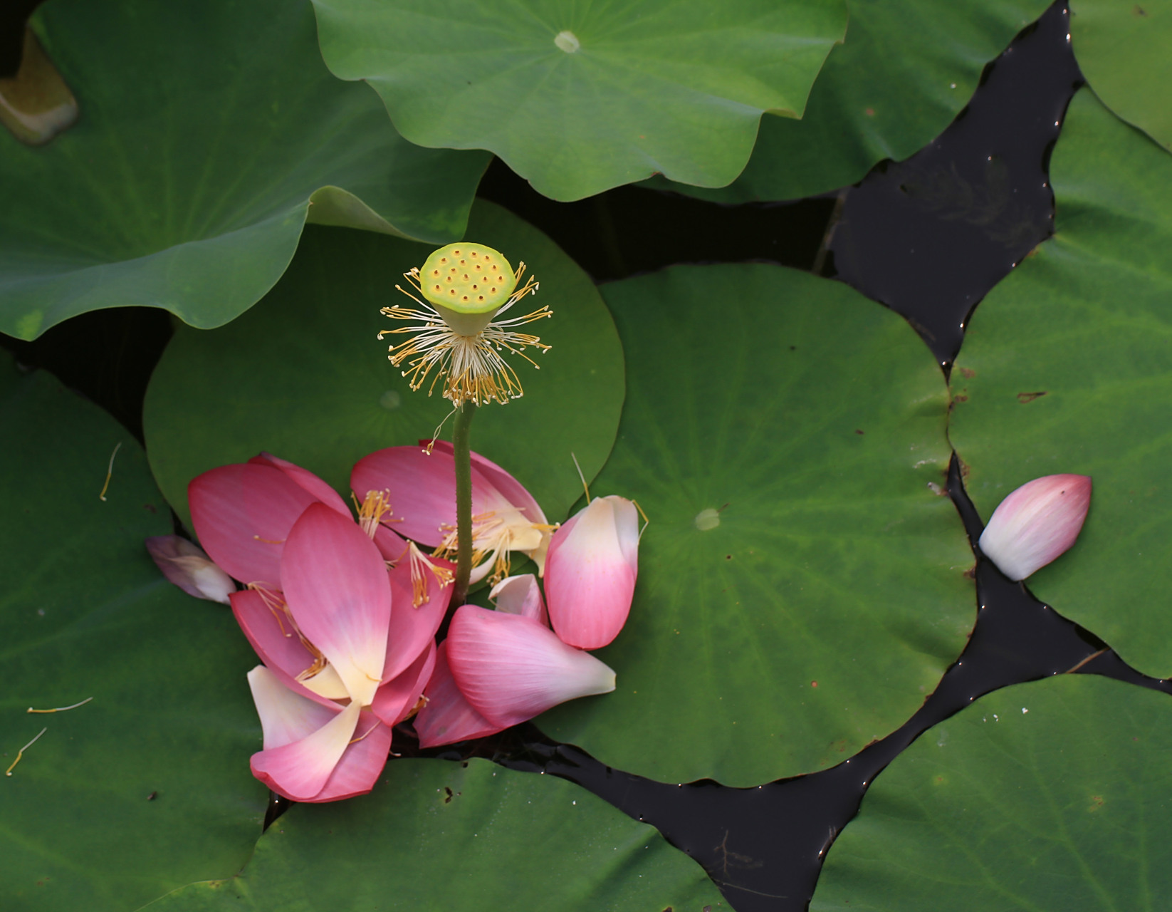 荷花凋零的时刻,进公园时拍了一张,出来时又拍了一张.