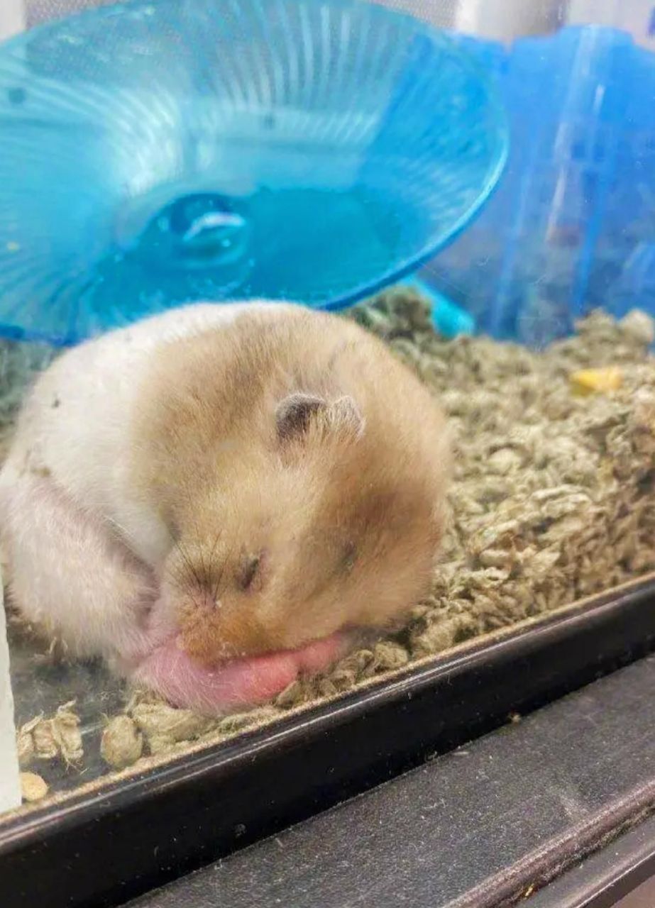 仓鼠为什么一直睡觉没精神为什么在线 仓鼠为什么一直睡觉没精神为什么在线