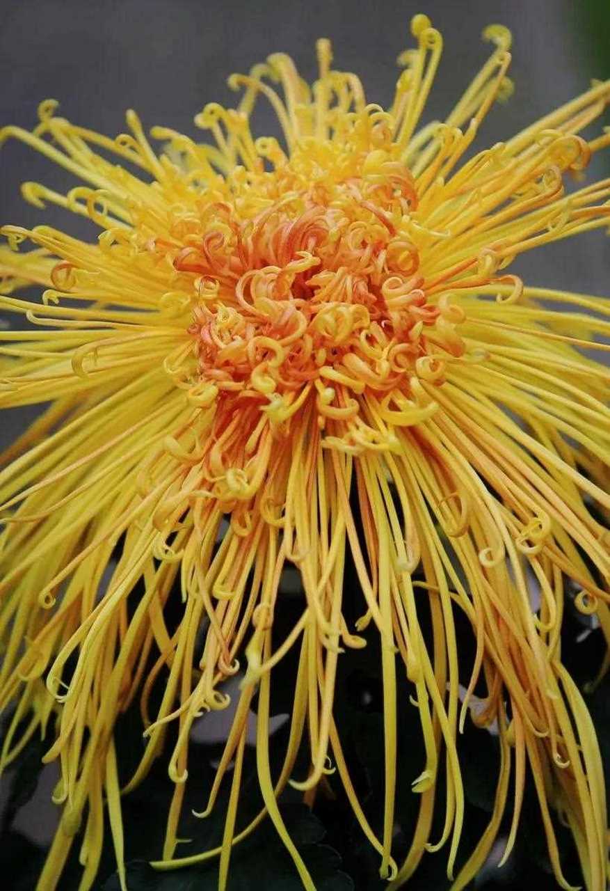 淡巷浓街香满地,[圣诞树] 案头菊花肥. 悠悠然然见南山的闲适与陶然.