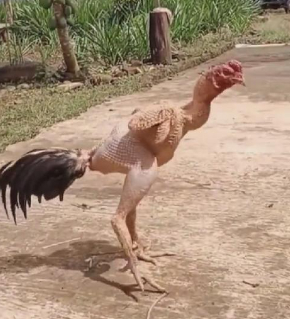 网友偶遇了一只全身被拔了毛的公鸡