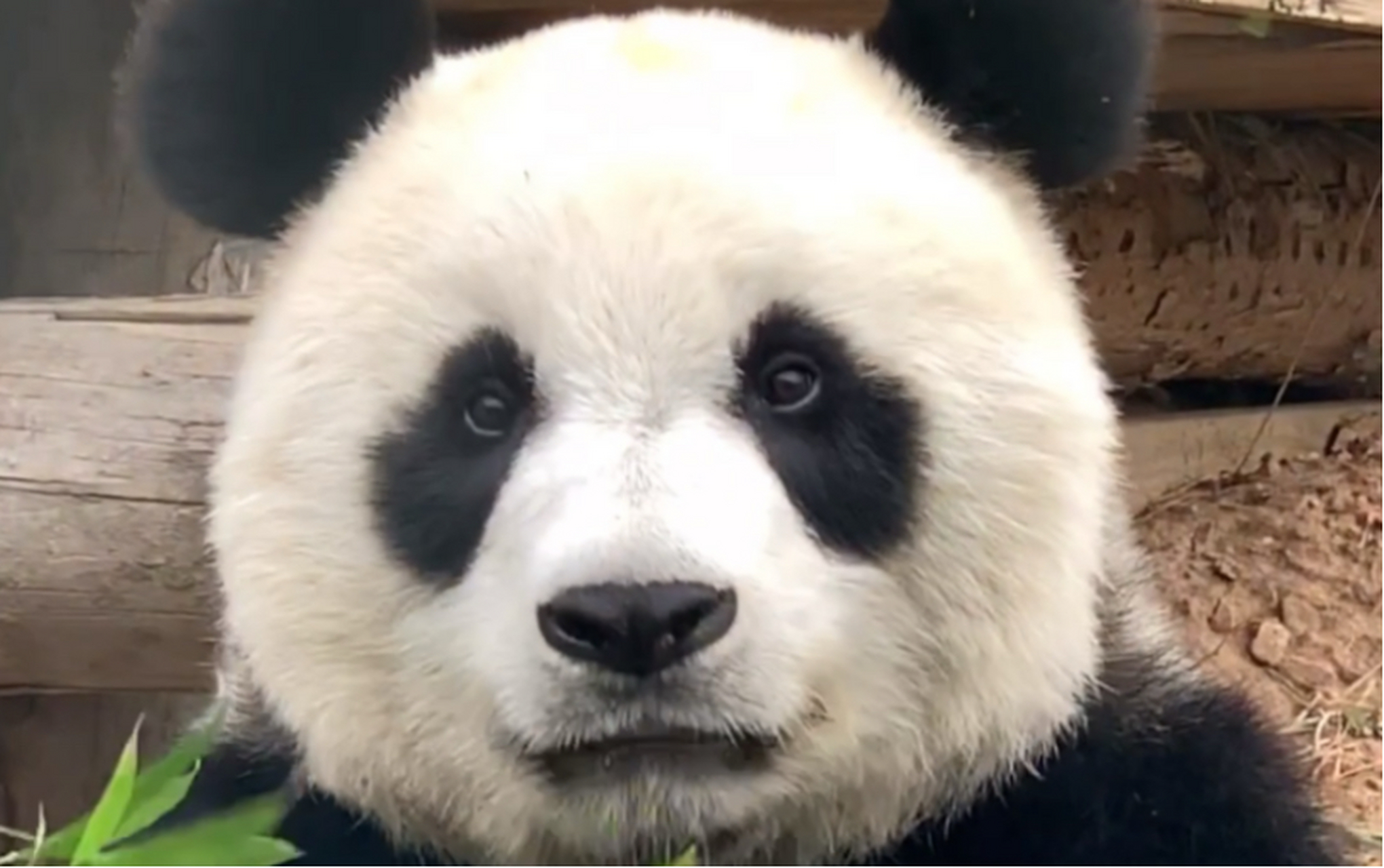 hi  我是熊猫:妙音   今年13岁.现居住在:大连森林动物园.