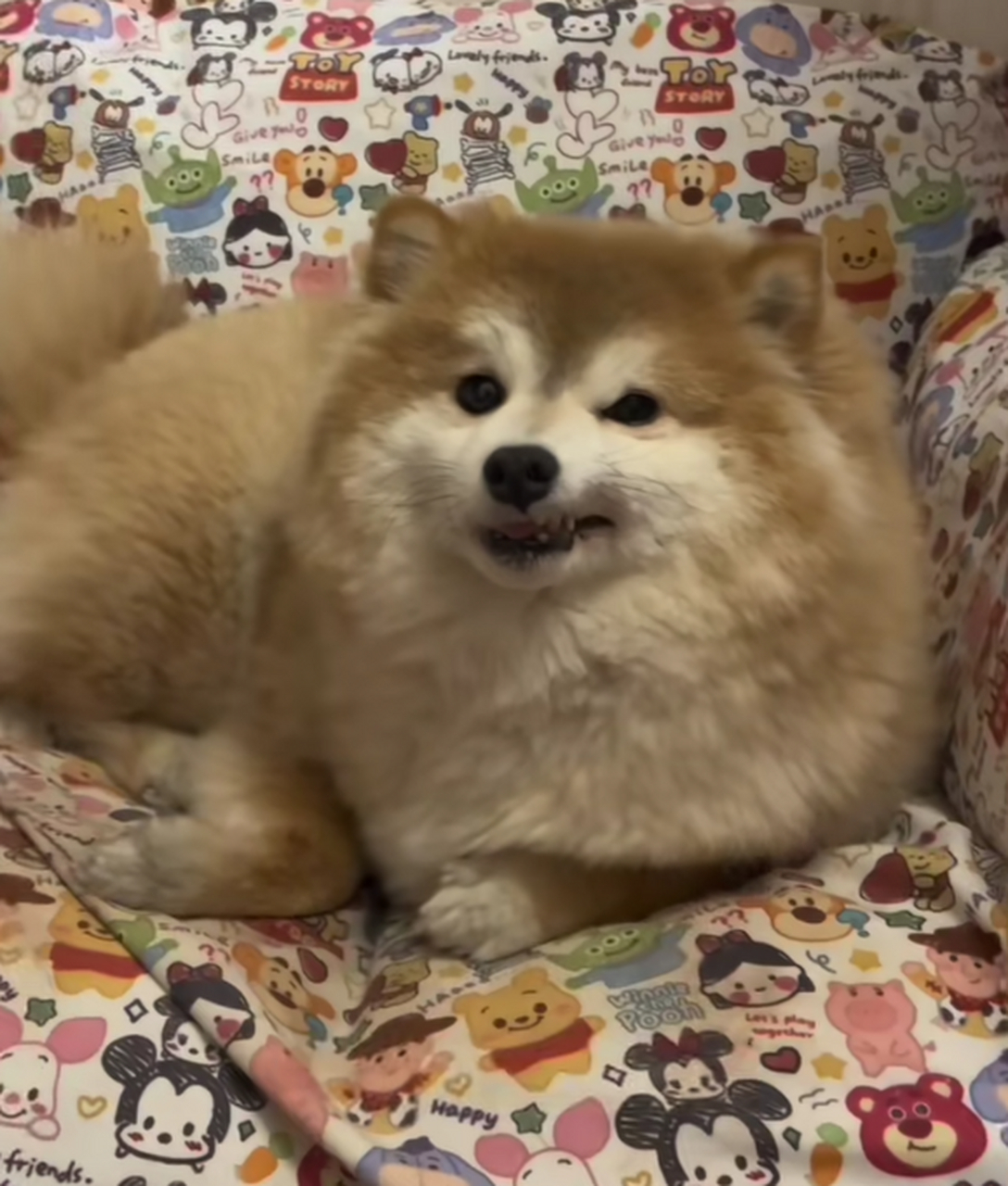 这狗子长得好像柴犬,又有点像柯基但又有点博美的样子!