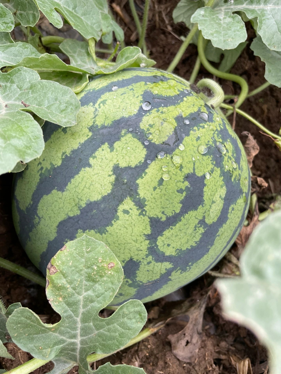 今天回老家看老妈的西瓜还有半个月就成熟了  老妈家种的冰糖麒麟瓜