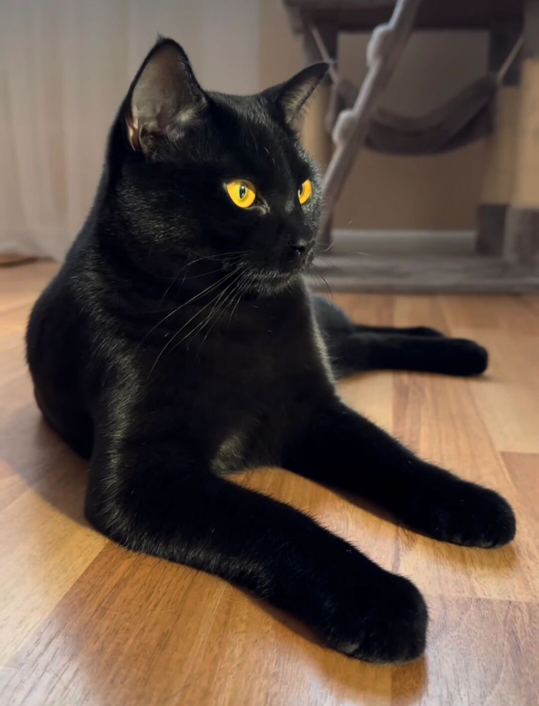 我记得小时候 妈妈说 黑猫黄眼招财 绿眼辟邪
