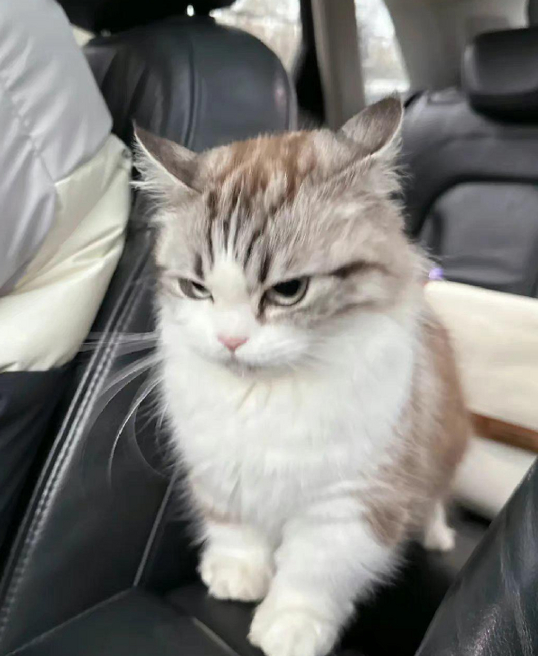 猫猫生气的时候,居然会翻白眼?简直太可爱了!