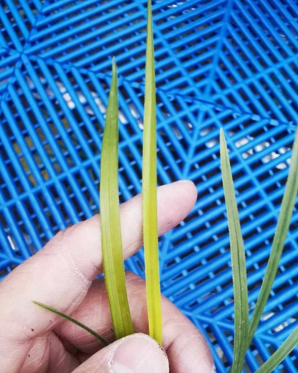 今天给大家欣赏一株蕙兰的青蓝线中透艺,所谓的中透即是中间透的兰花