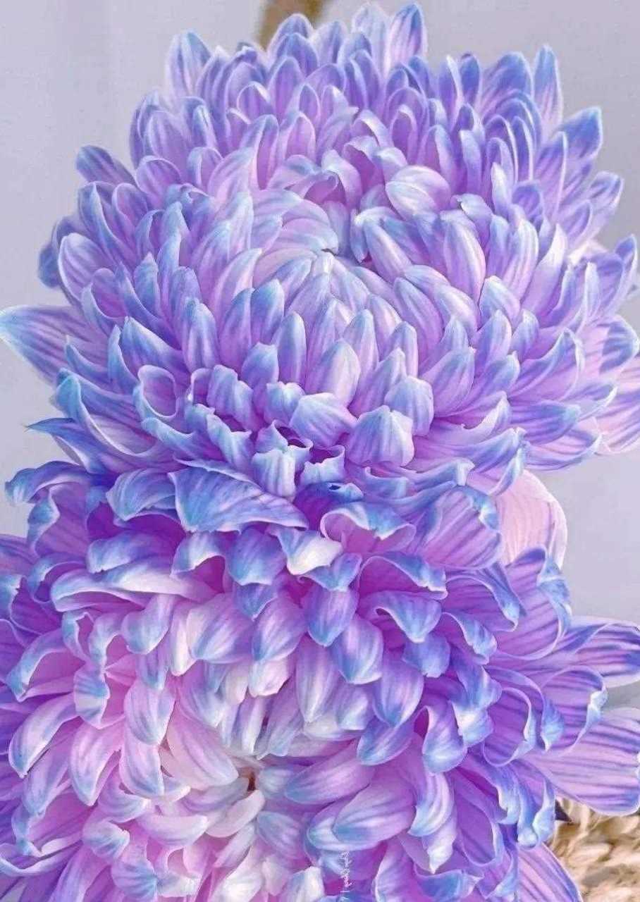 分享图片—醉美的牡丹菊(七)[嘘] 色彩缤纷,绚丽多彩 竞相开放,争奇