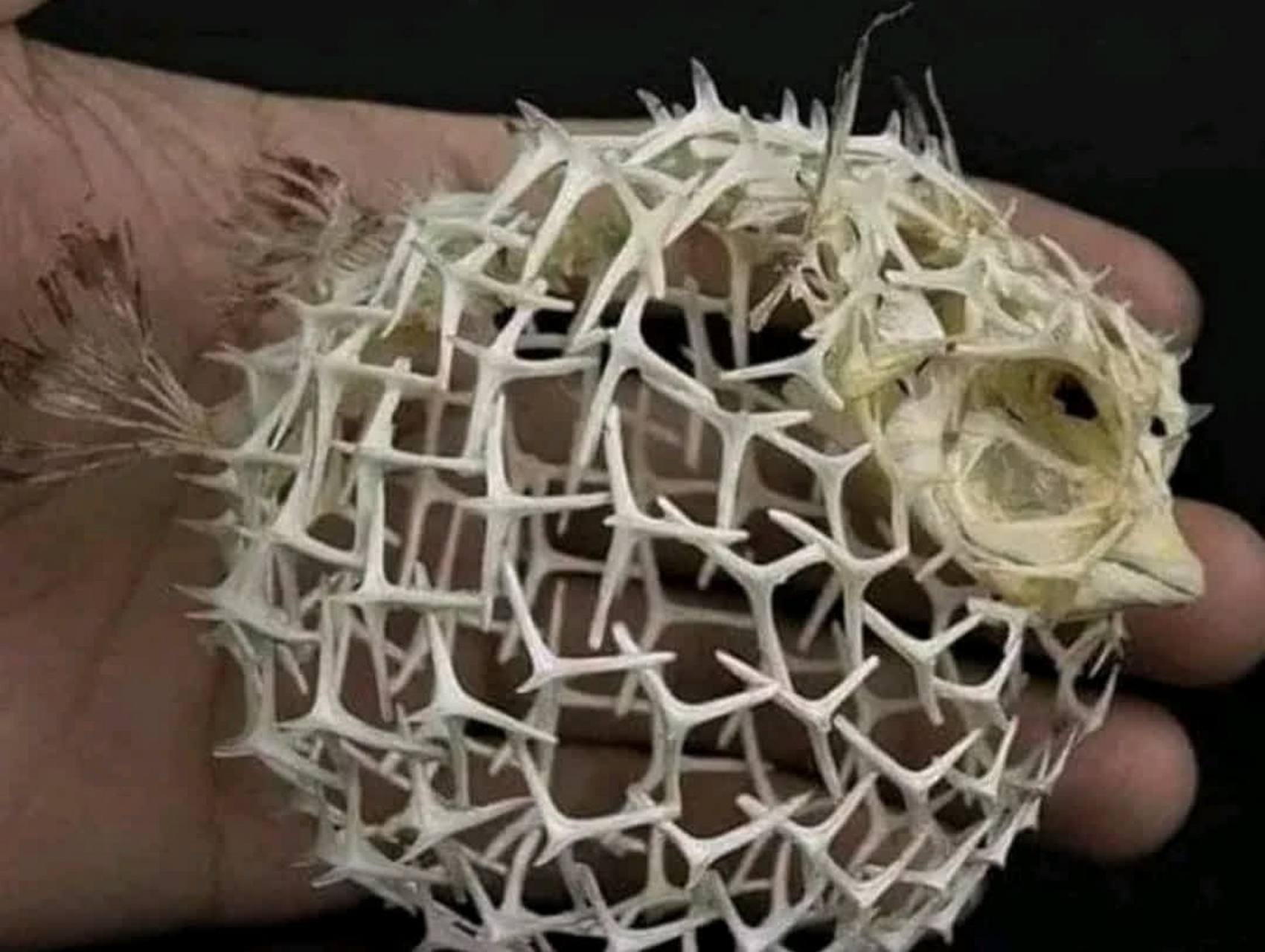 看到海豚的骨骼,我终于知道它为什么会鼓起来了[抠鼻]