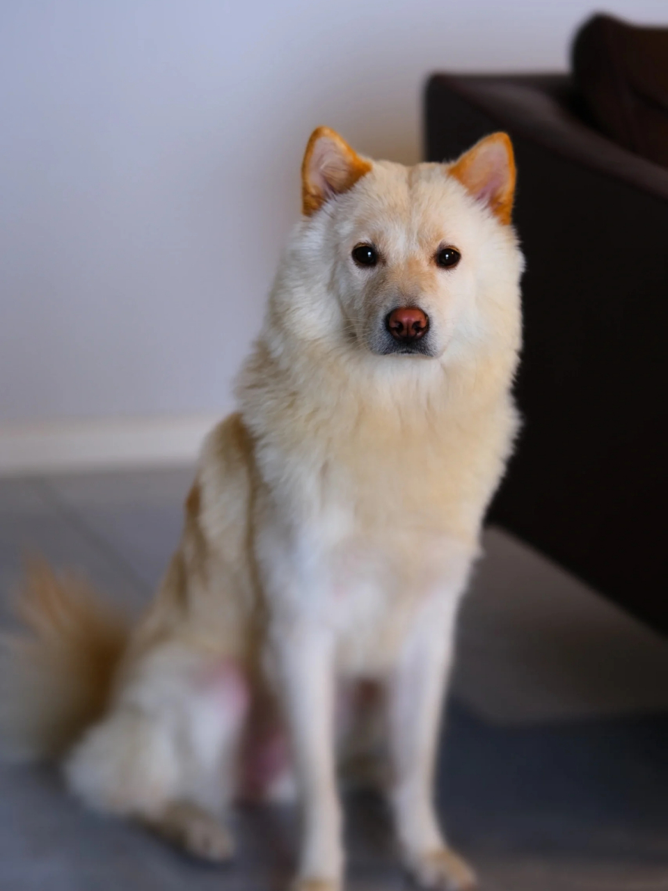 绝美土松犬  再来欣赏一下土松犬的盛世美颜