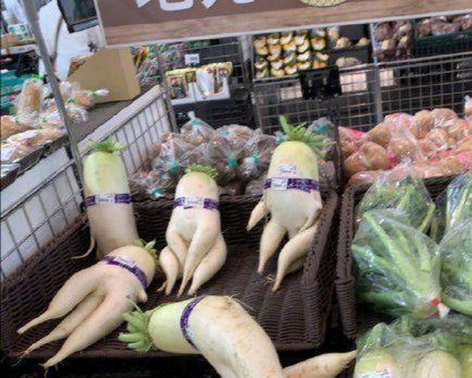 网友:千与千寻里的白萝卜神现实中真的存在哟