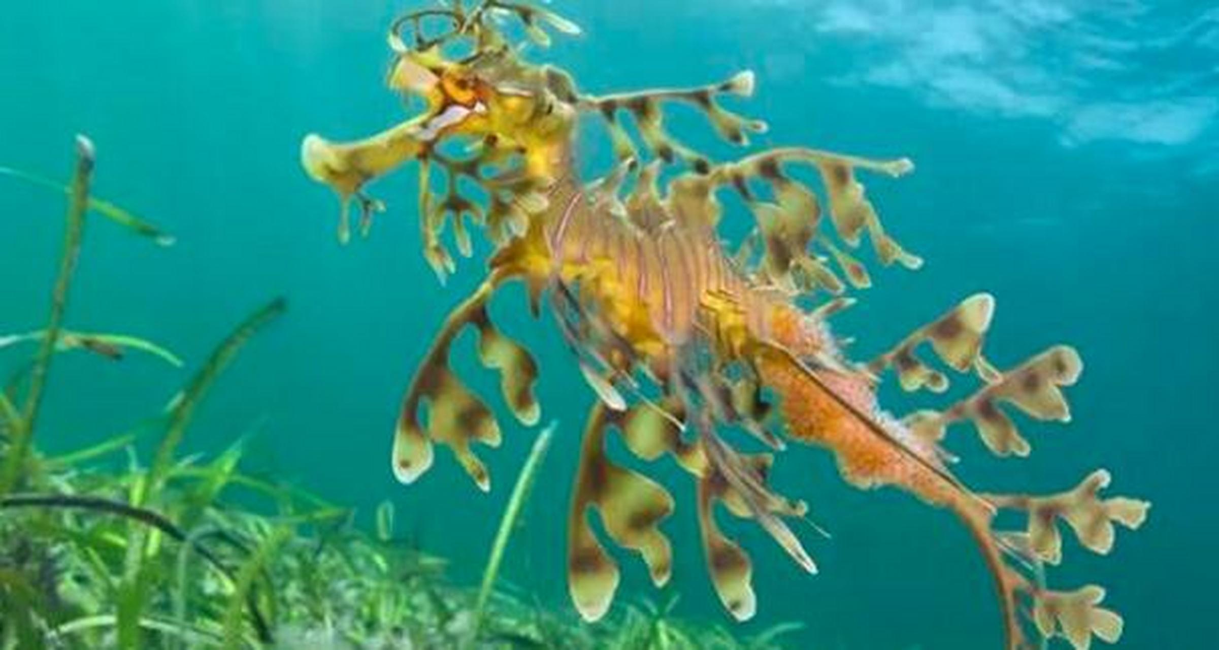 叶海龙可以通过其身体上的叶状附肢来识别.