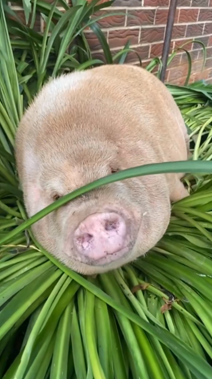当初买的时候说好是小香猪不会长大,结果现在越养越大