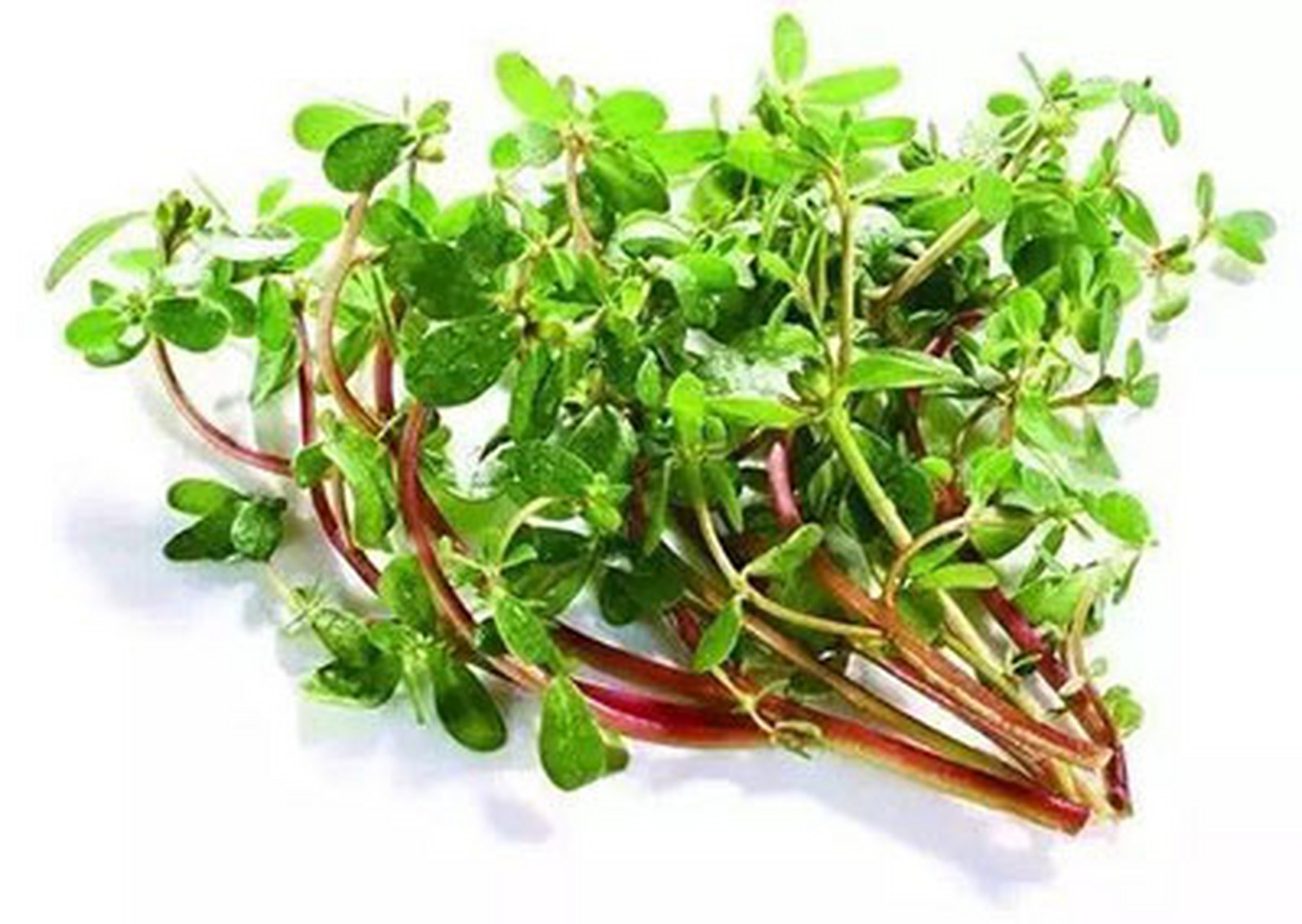 马齿苋又名"长寿菜""五行菜 马齿苋又名"长寿菜""五行菜",为马齿苋科