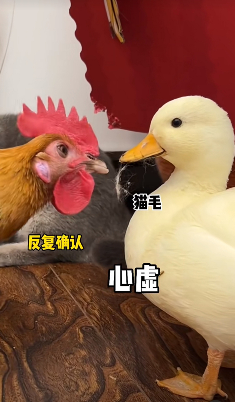 鸡同鸭讲#搞笑