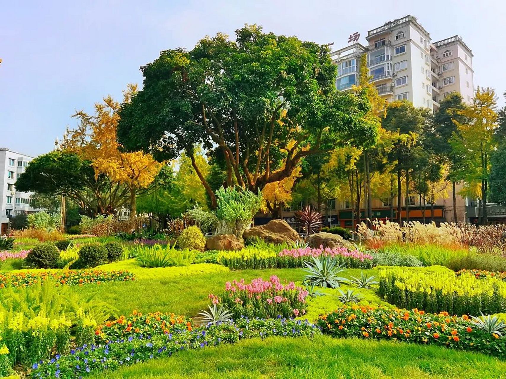 近日在柳城大道东段附近看到金强广场,五环广场的绿化景观,提升改造
