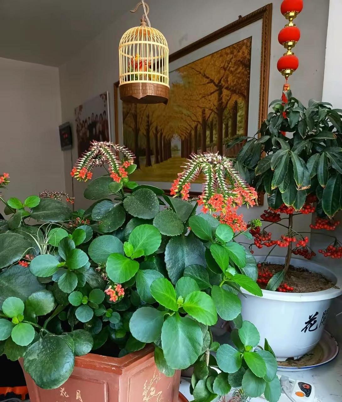 网友:喜欢长寿花,就养"大叶红",集好看,喜庆于一身,好养还爱开花