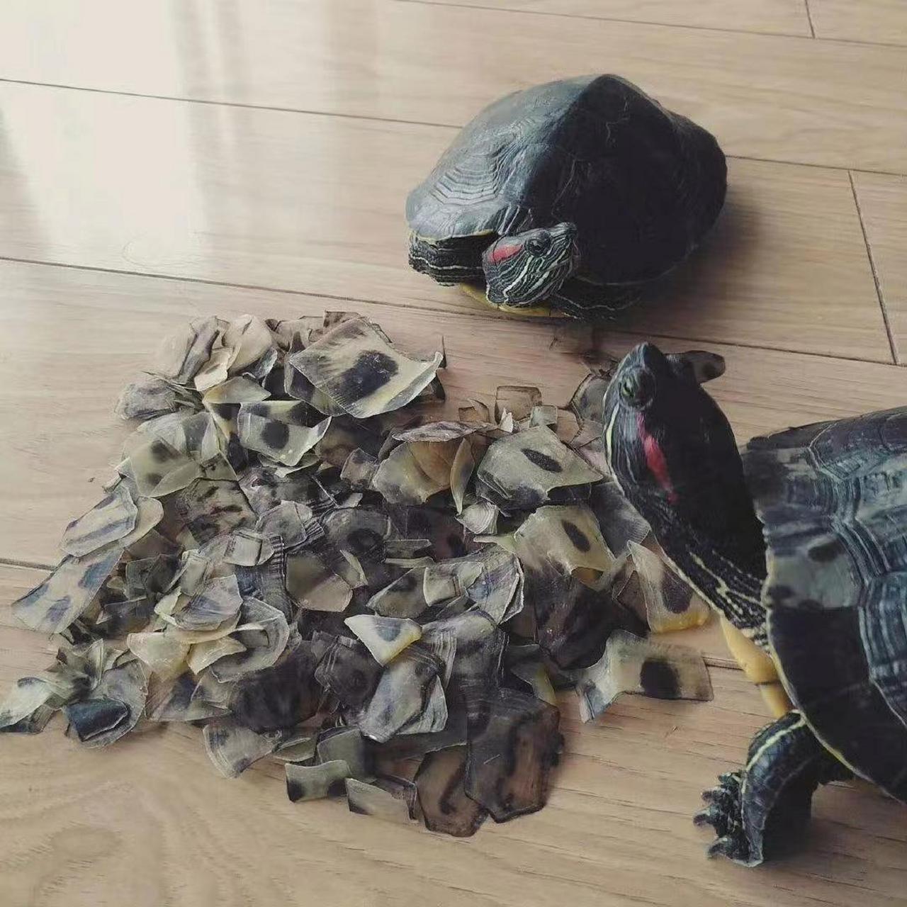 原来乌龟是这样脱壳的