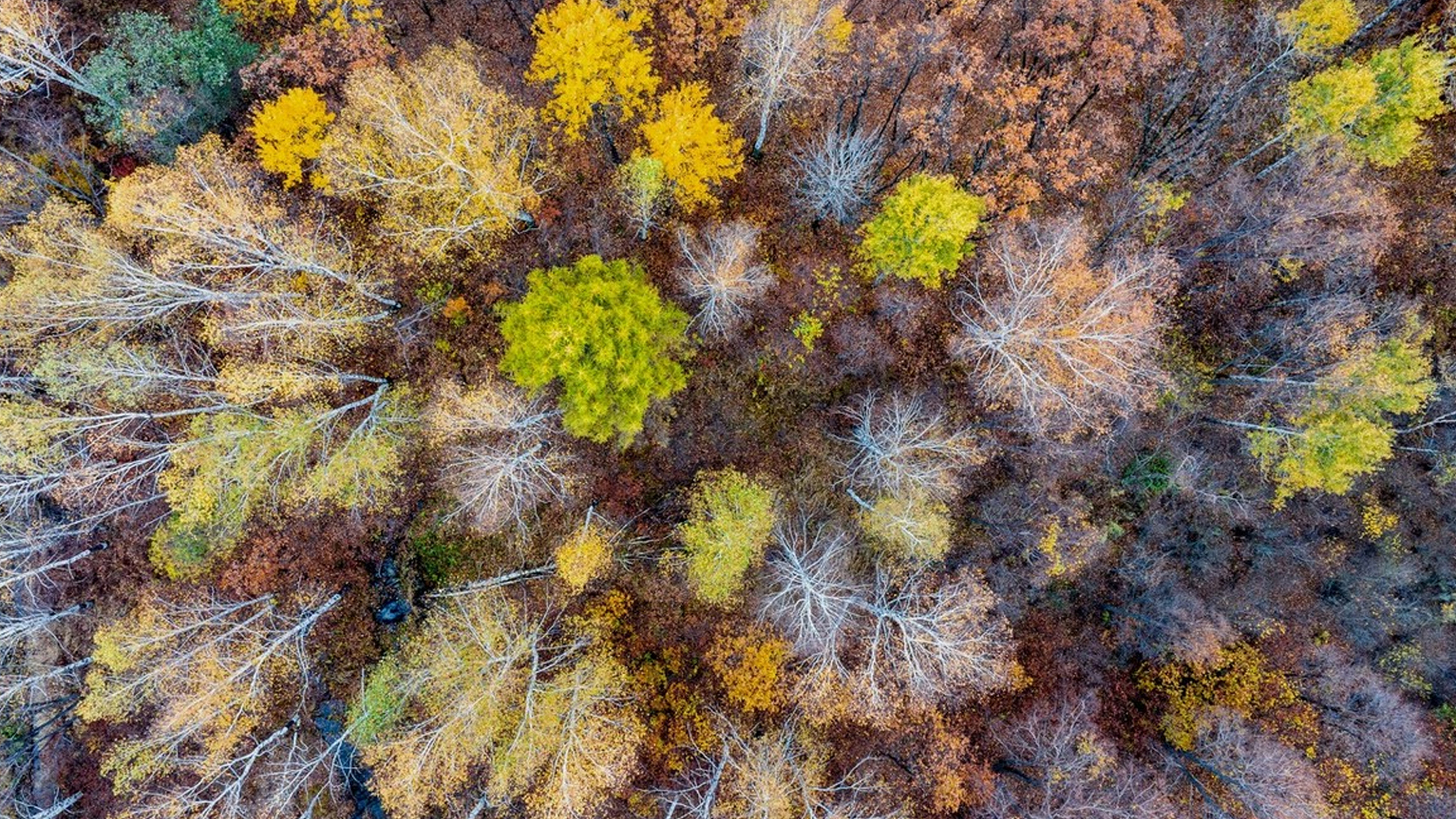 进入深秋时节,黑龙江逊克县五花山层林尽染,五彩斑斓,仿佛打翻了七色