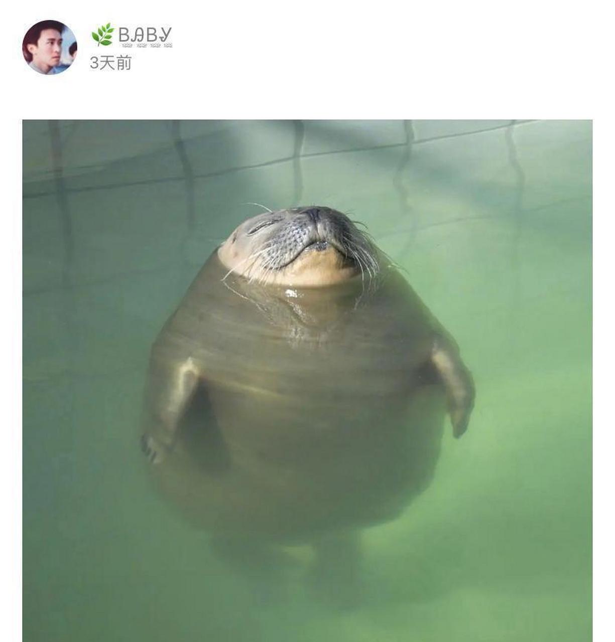 睡觉的小海豹太可爱了!