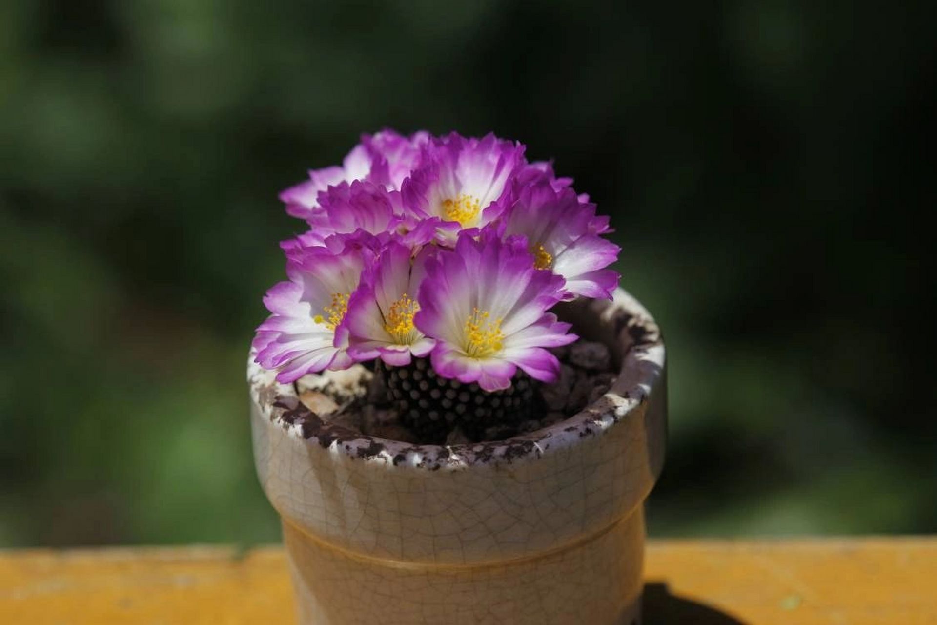 松针牡丹 松针牡丹,仙人球里的小精致,密密麻麻白白的小疣突,不扎手