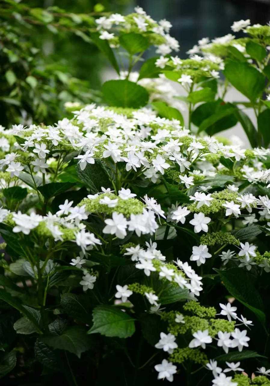 绣球白色天使,平顶款,中间的小花还没开的时候是绿色的,之后也会打开