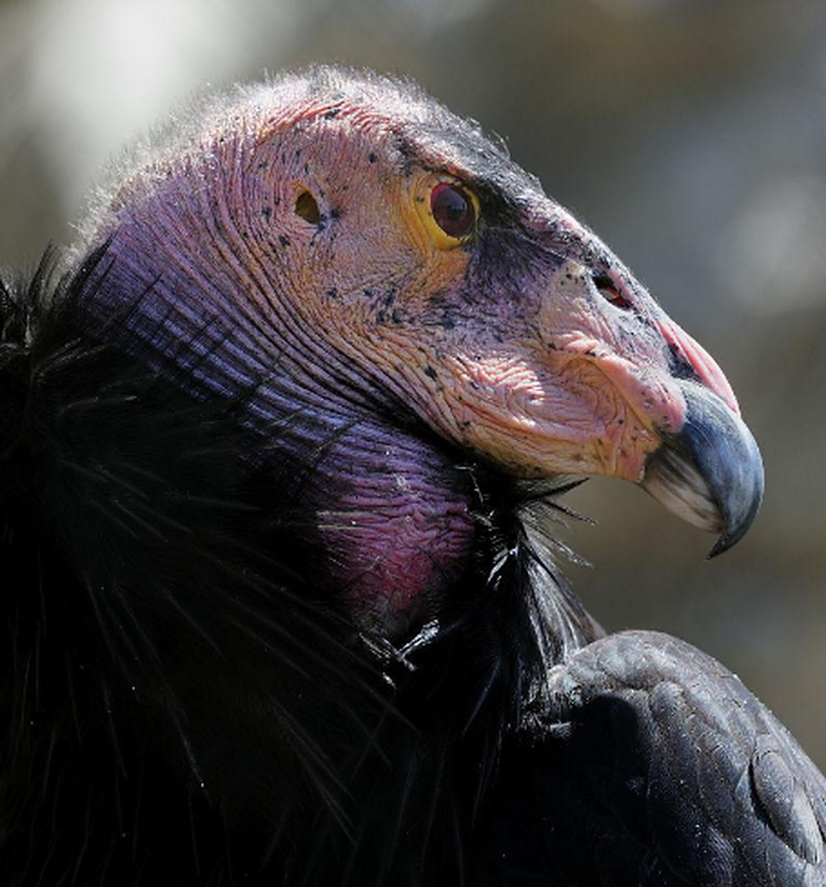 世界最丑的动物 加州秃鹫 加州秃鹫说他长得丑,真的一点都不为过,黑色