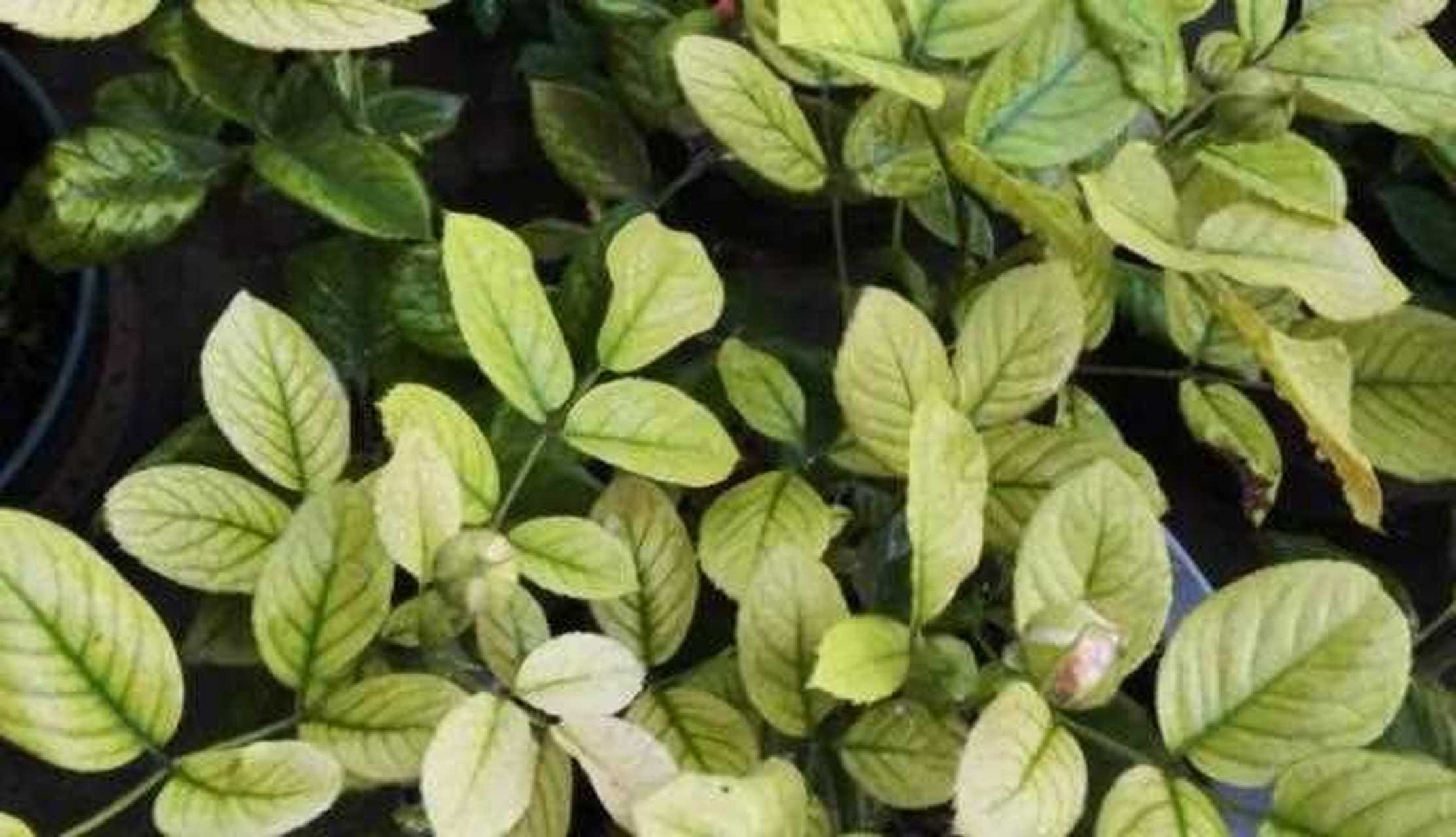 花草已经缺铁黄叶,就应该趁着现在温度还不是太高,及时调整让叶色变