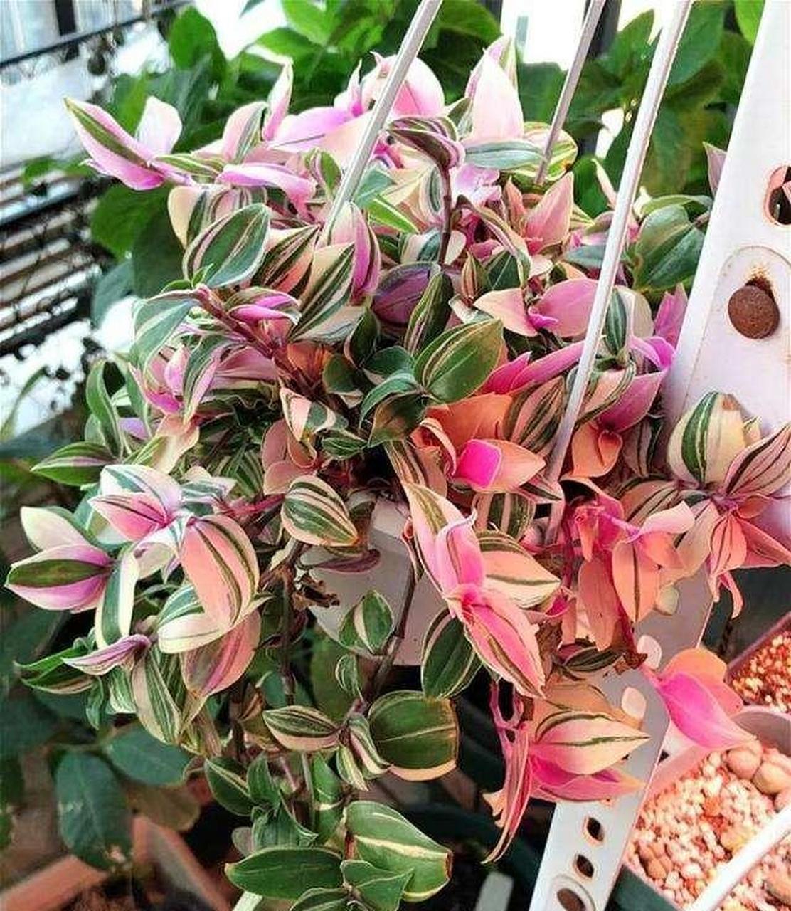 油画吊兰是近两年比较流行的观叶植物,很多养花人都会在家里养一些