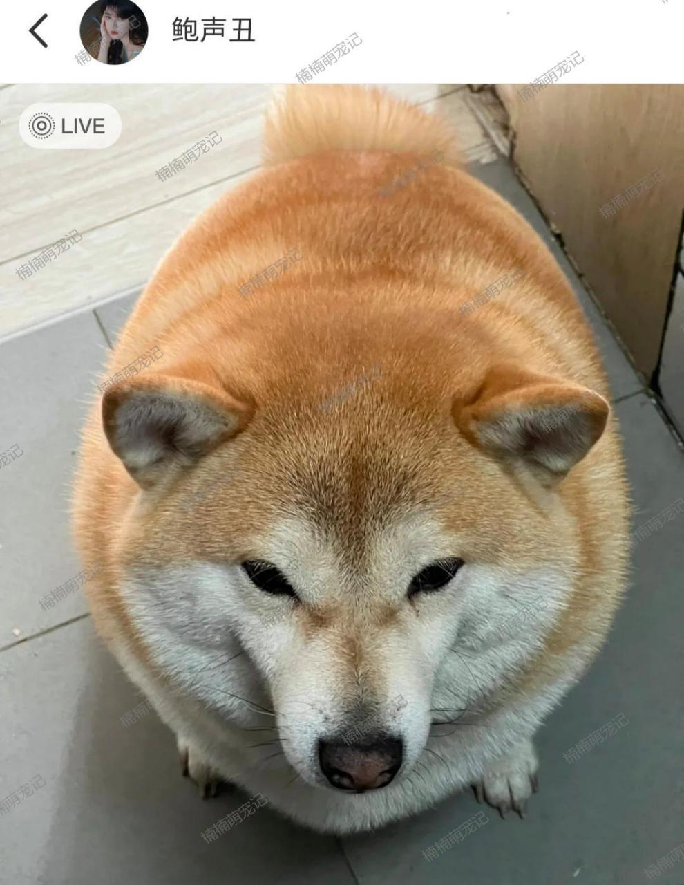 这只柴犬也太胖了吧,感觉像是充气的一样![捂脸]