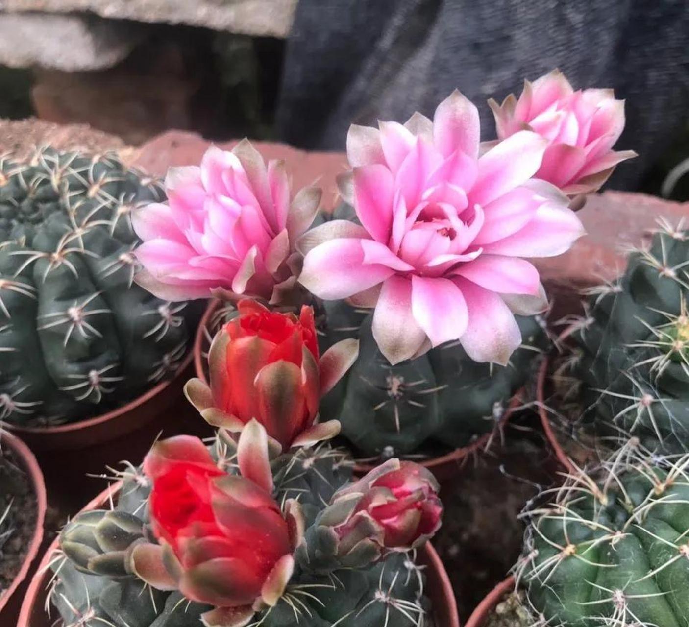 领动计划# 大统领仙人球养护,大统领又叫做瘤球仙人掌,茎多为圆柱形