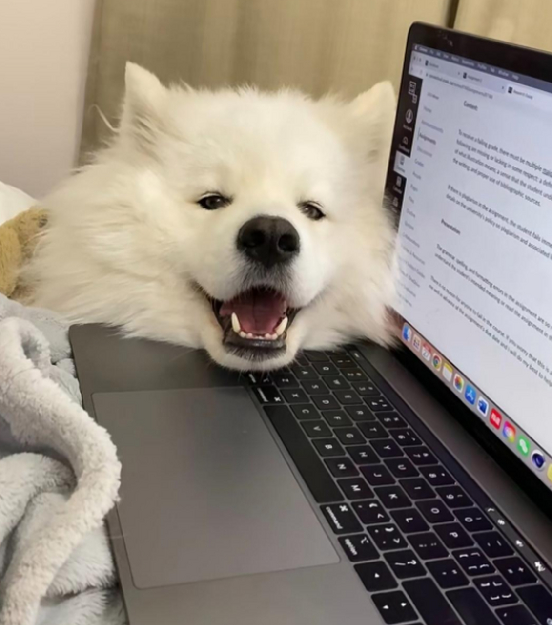狗子:妈,别看电脑了快来陪我玩!