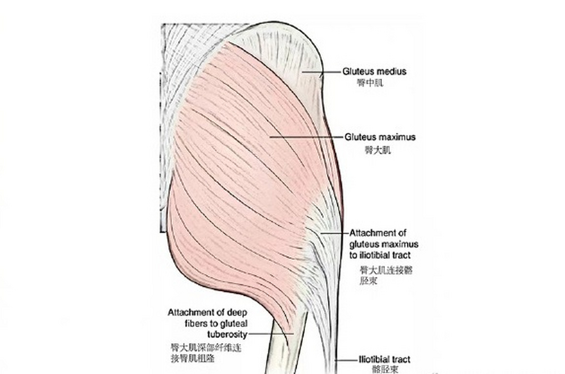 gluteus图片