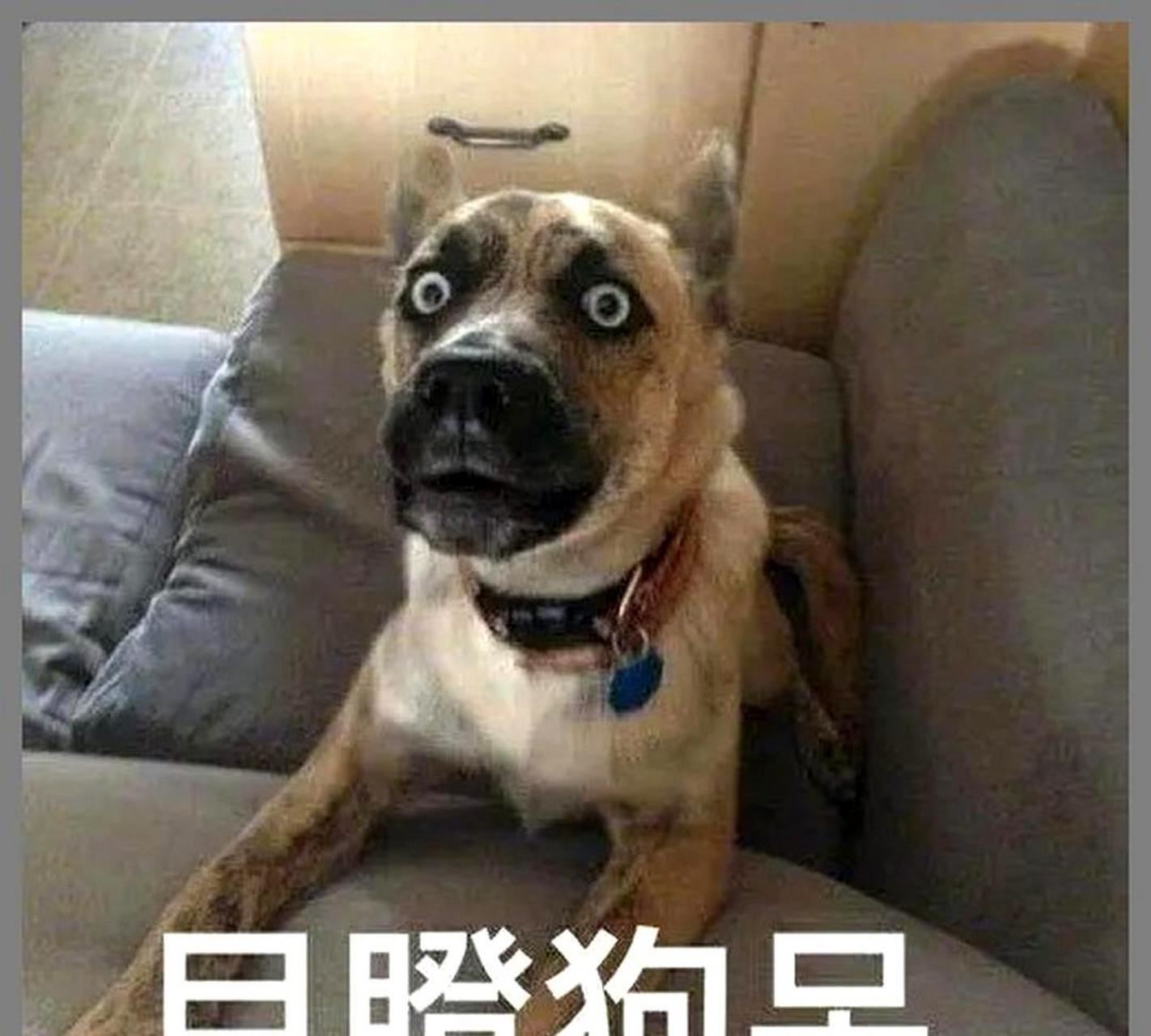 这狗子,目瞪口呆的样子.