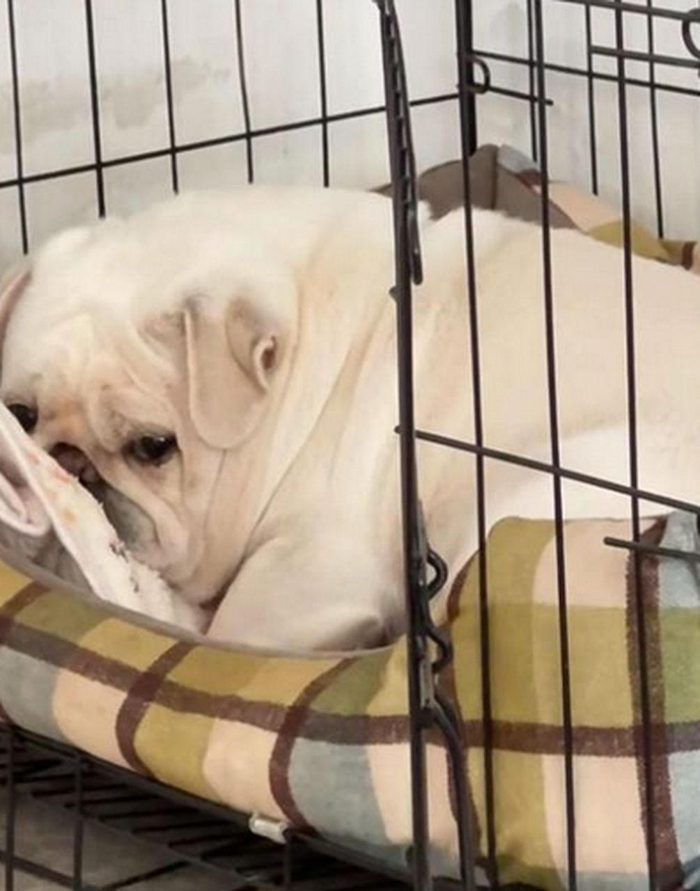 当你吃东西不分给狗子,狗子的委屈的表情