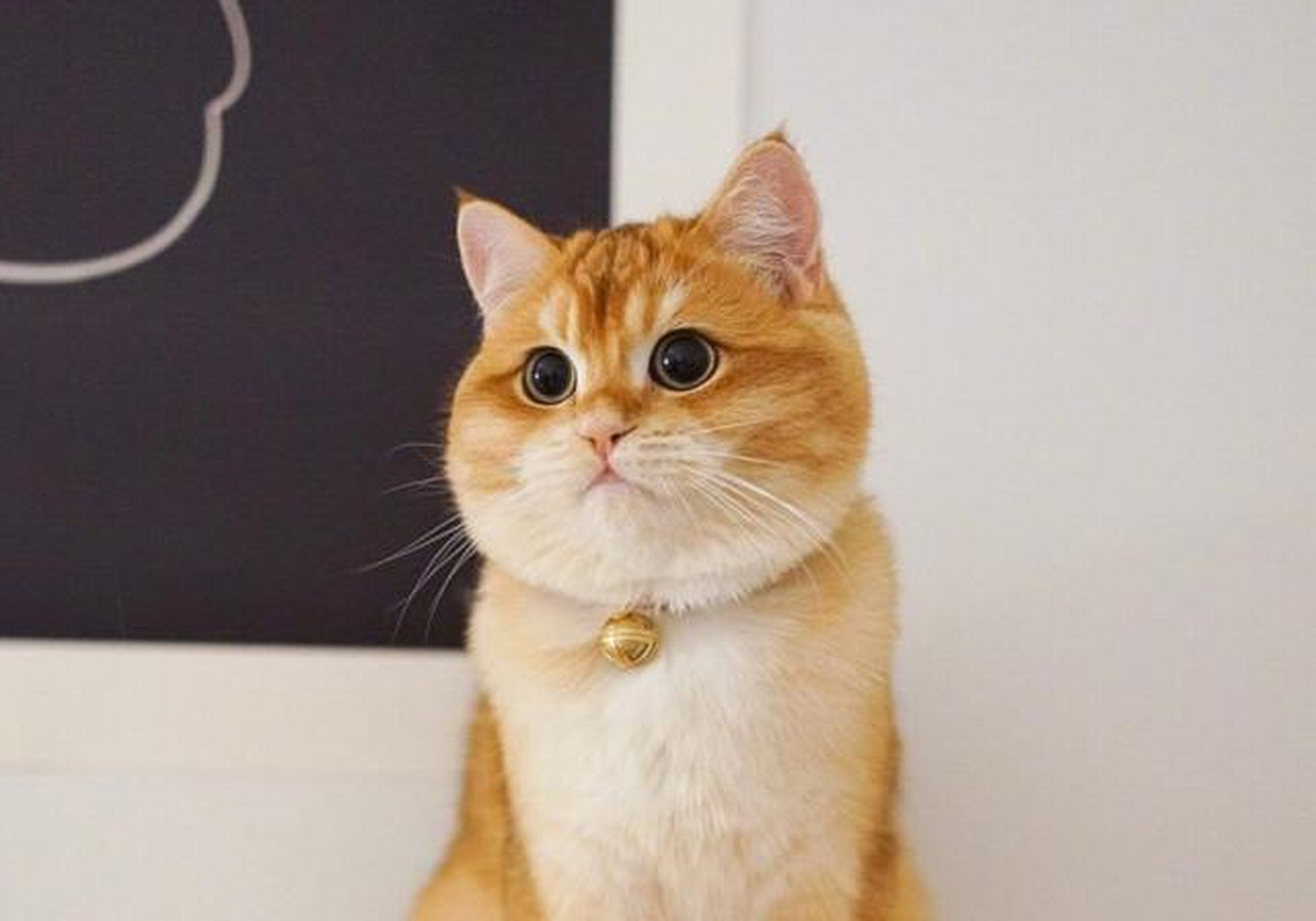 金色英国短毛猫 一团燃烧的小火球[?