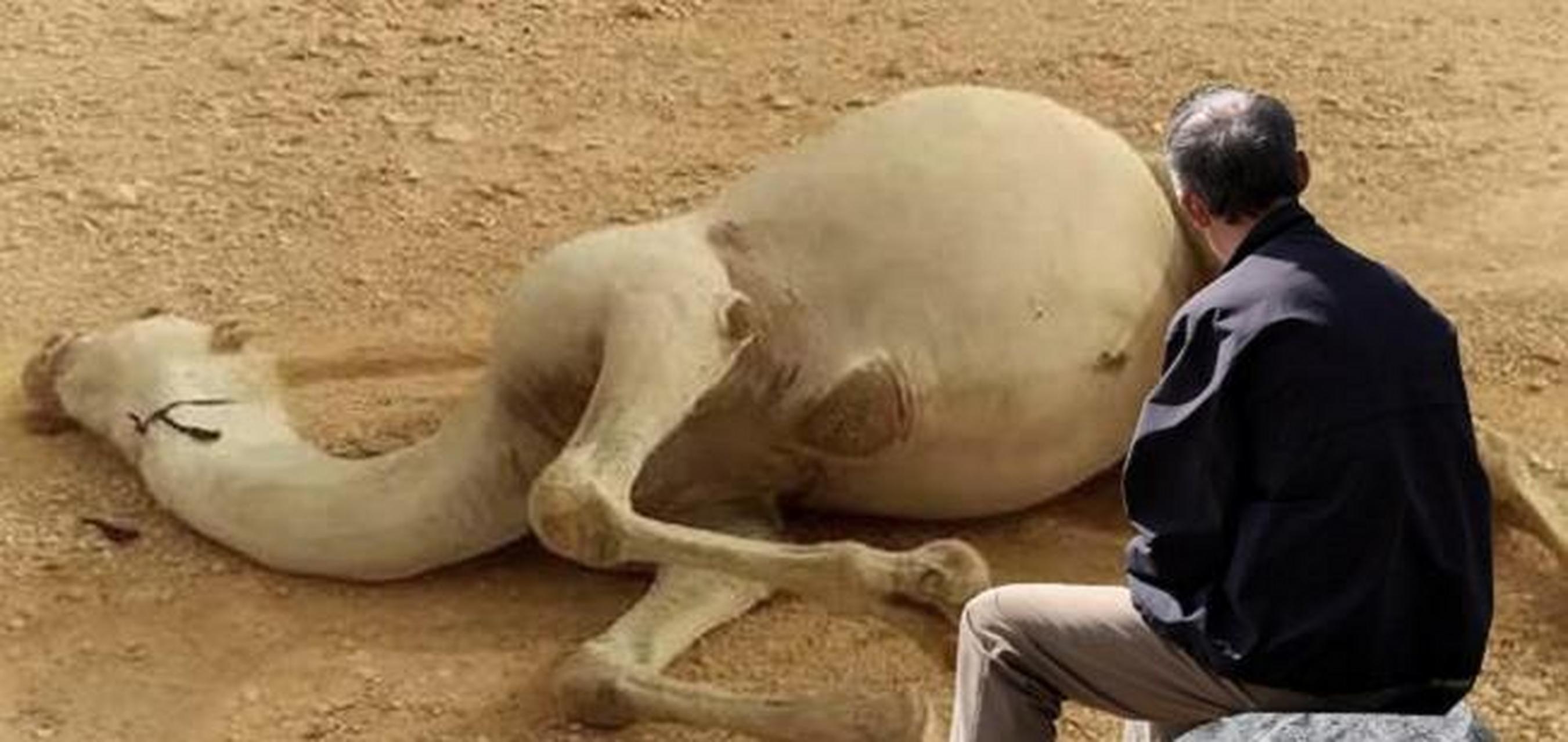 为什么说在沙漠中遇到渴死的骆驼,不要轻易去触碰?