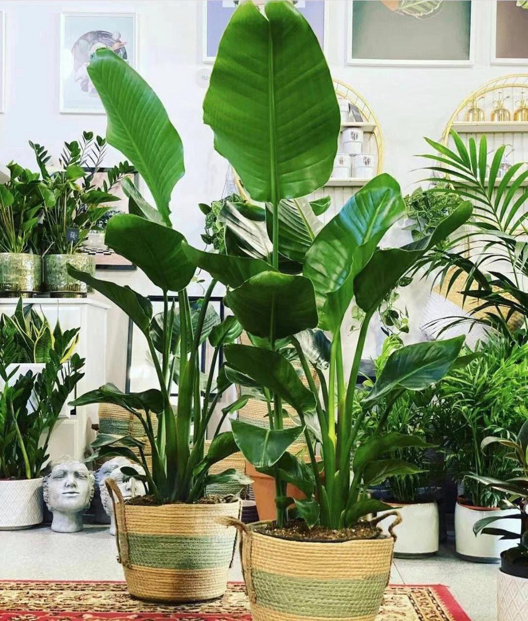 这6款大绿植冬天都养不死,耐寒!