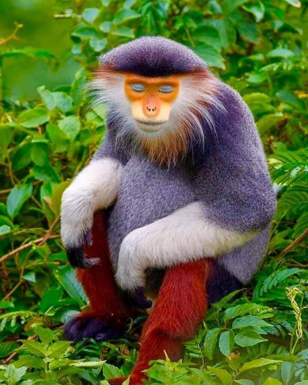 红腿双色叶猴(pygathrix nemaeus)是世界上最具颜色的猴子之一,分布在
