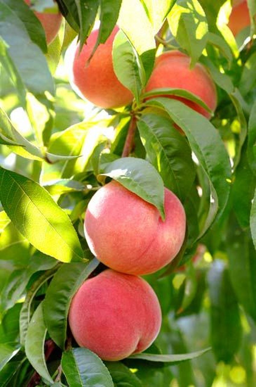 水果大丰收,喜悦满枝头