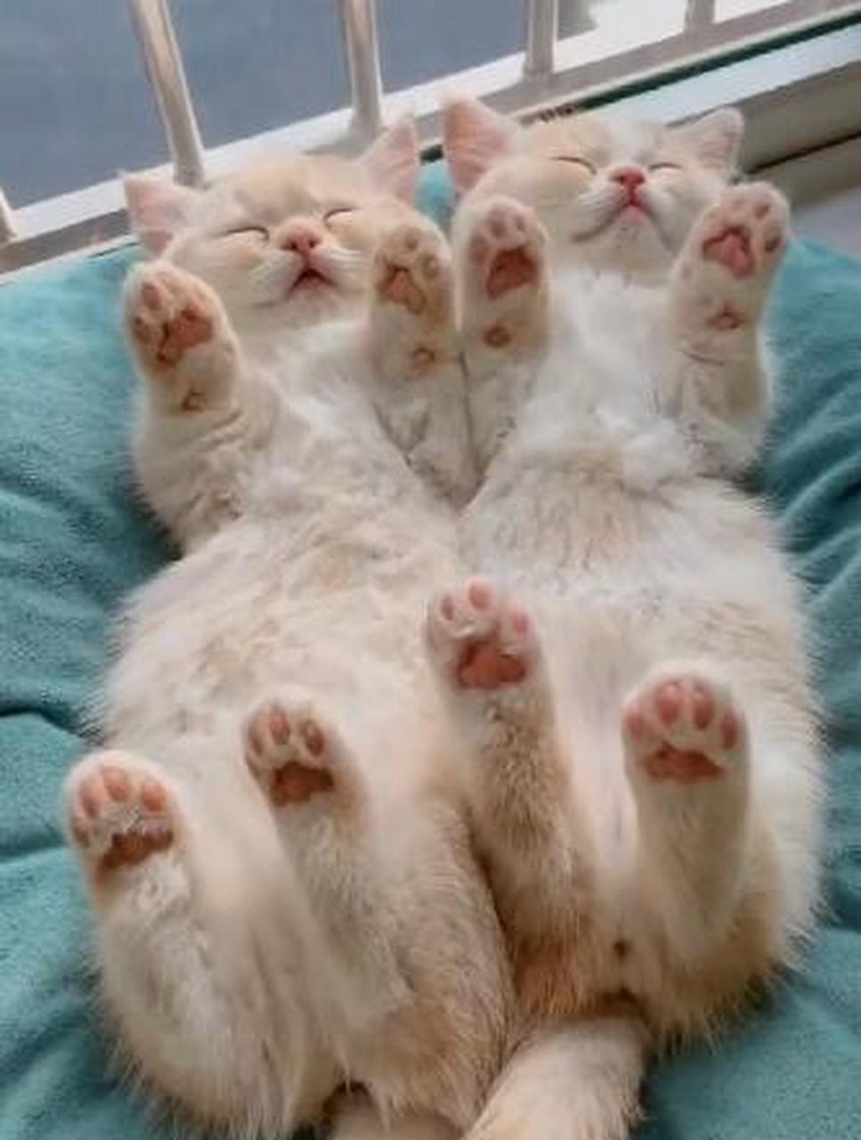 排排躺的两只猫也太太太太可爱了吧!#猫咪