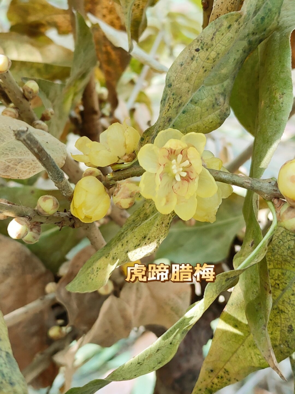 虎蹄腊梅介绍图片