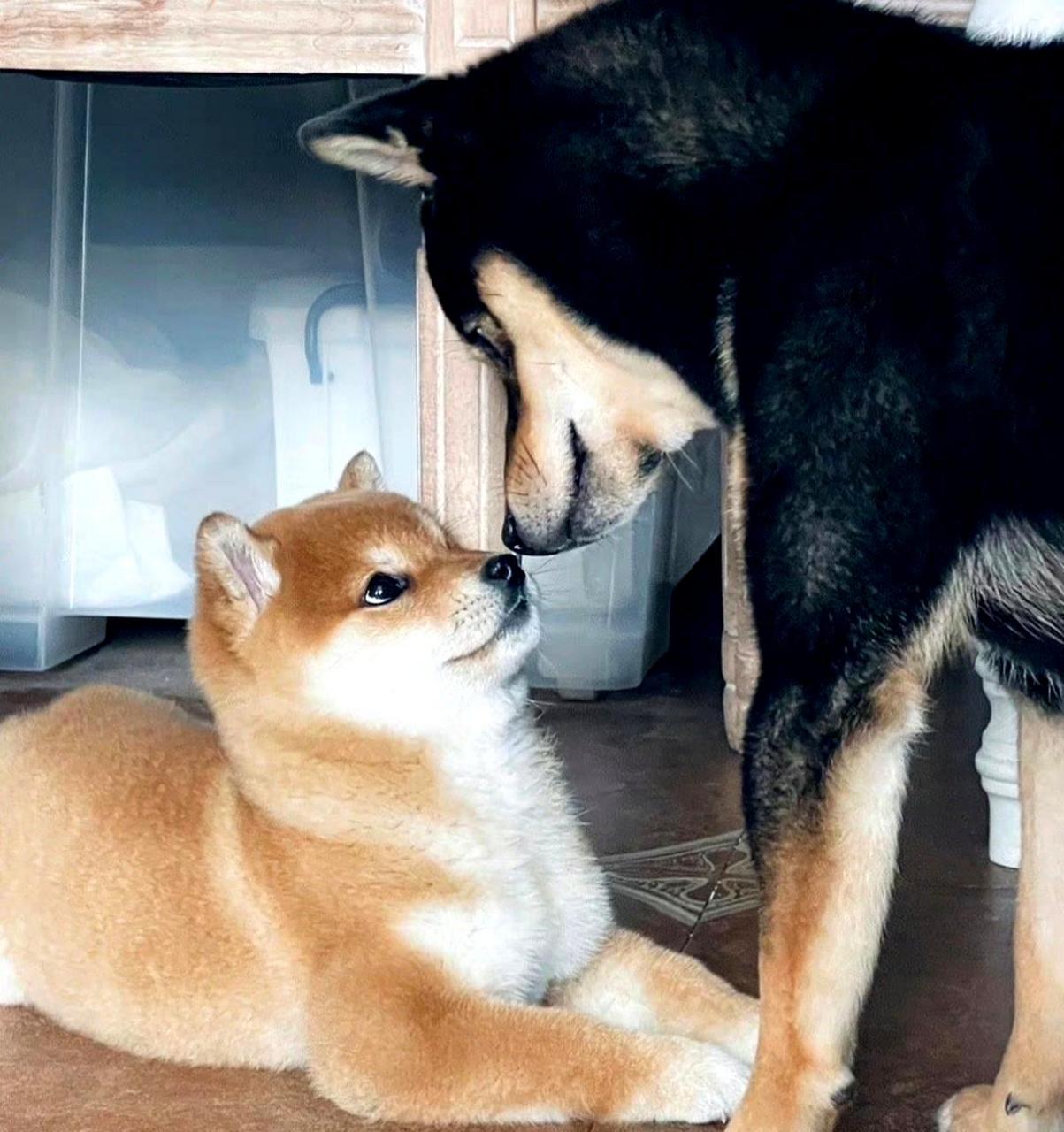 黑柴哥哥和刚到家的赤柴妹妹相互对视,碰了一下鼻子.